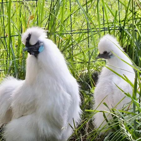 Domaine L'insolite Kosi Frühstückspension Cirey-sur-Vezouze